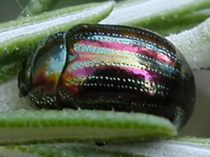 COLEOTTERI NEL FORUM - Chrysomelidae: Gen. Chrysolina